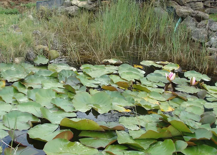 Vale Pisco Nyaraló *