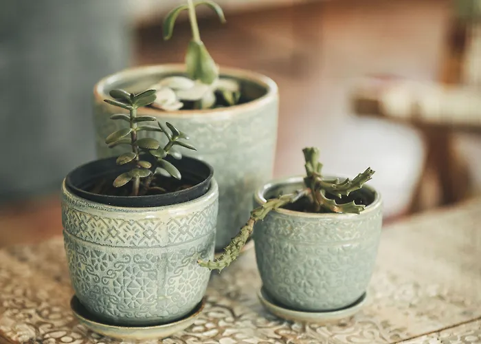 Vale Pisco Bombarral